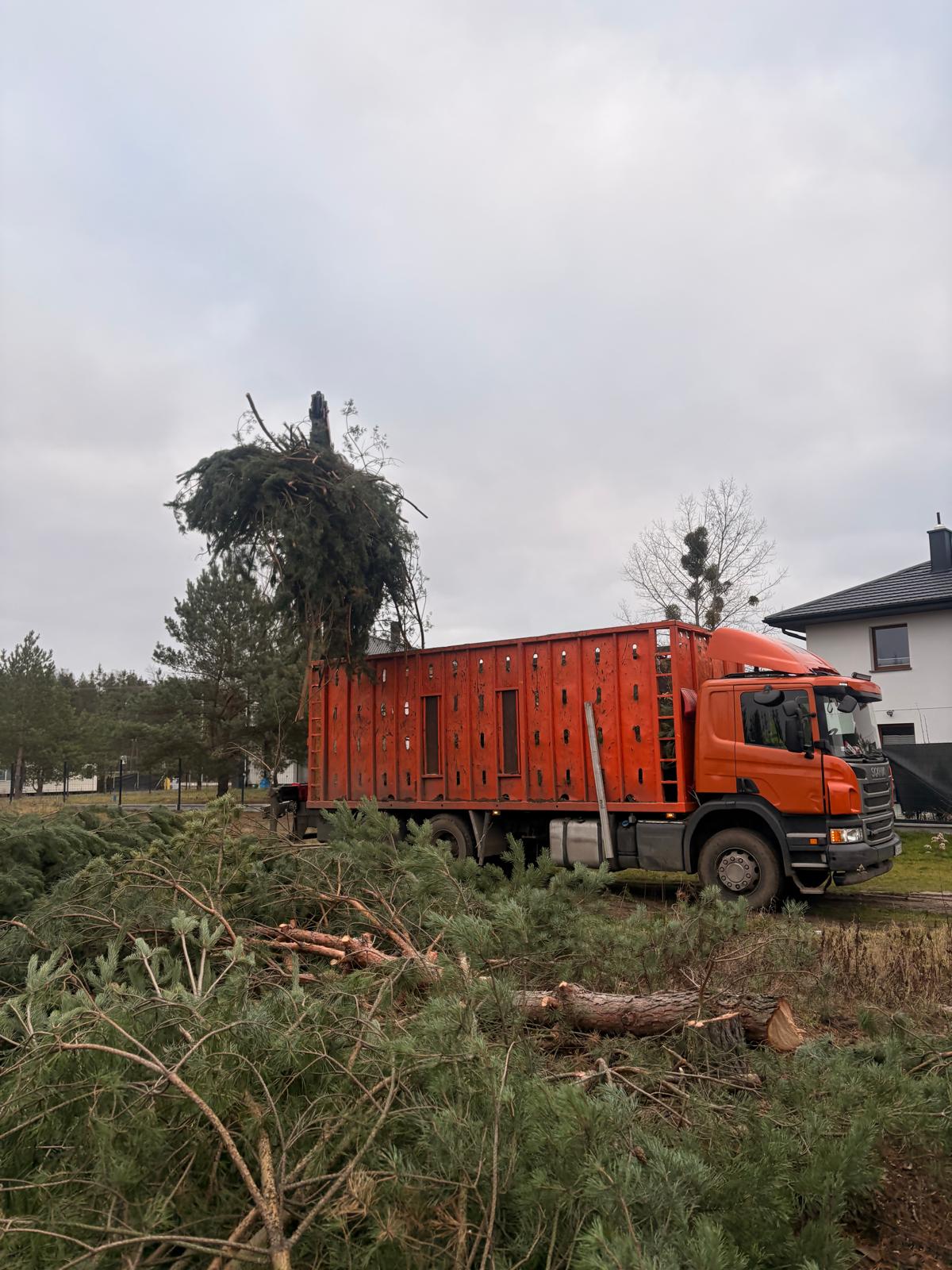 Transport zrębek po rozdrabnianiu gałęzi